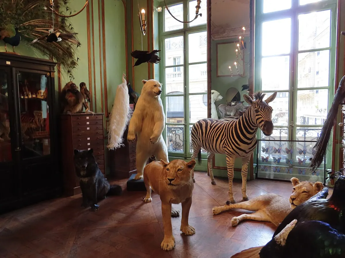 Vitrine et animaux naturalisés dans la Maison Deyrolle